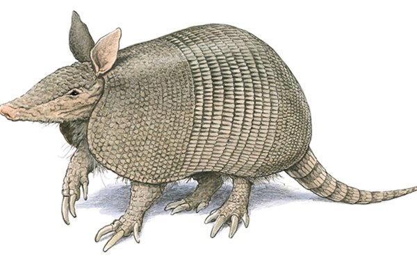 Панголин броненосец стилизация