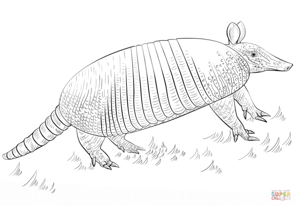 Броненосец раскраска