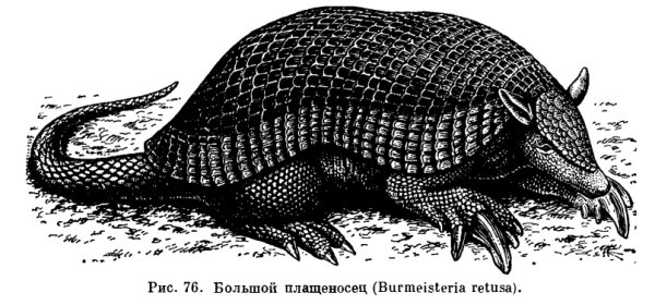 Броненосец животное