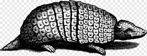 Киплинг первые броненосцы раскраска