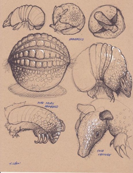 Полосатый броненосец