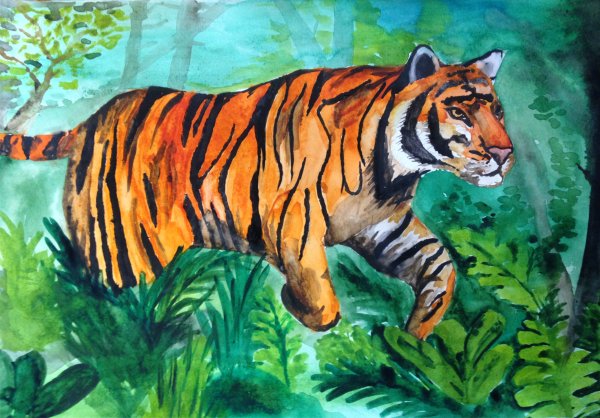 Амурский тигр