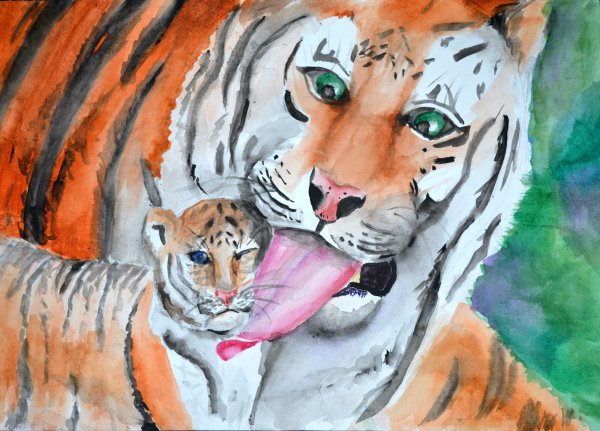 Амурский тигр срисовать