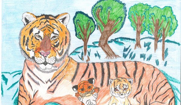 Рисунок Амурского тигра
