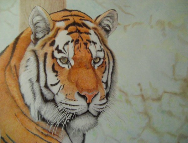 Уссурийский Амурский тигр рисунок