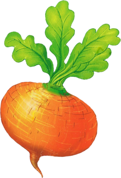 Репка иллюстрации