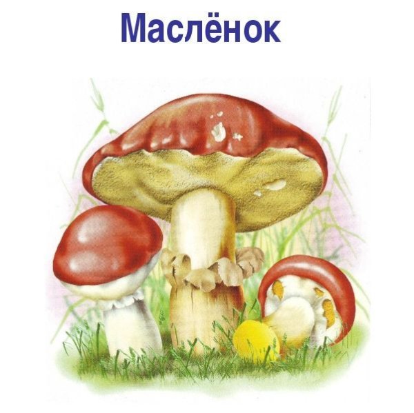 Гриб масленок для детей