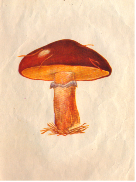 Грибы маслята