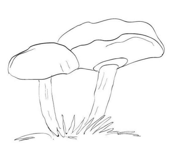 Масленок раскраска для детей