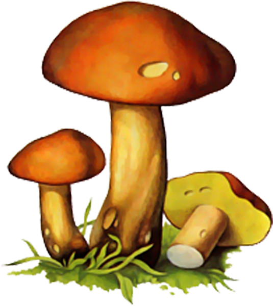 Гриб моховик рисунок