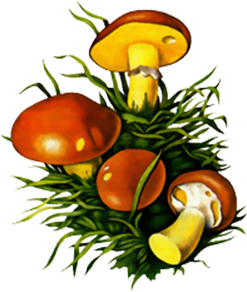 Масленок маслята грибы рисунок