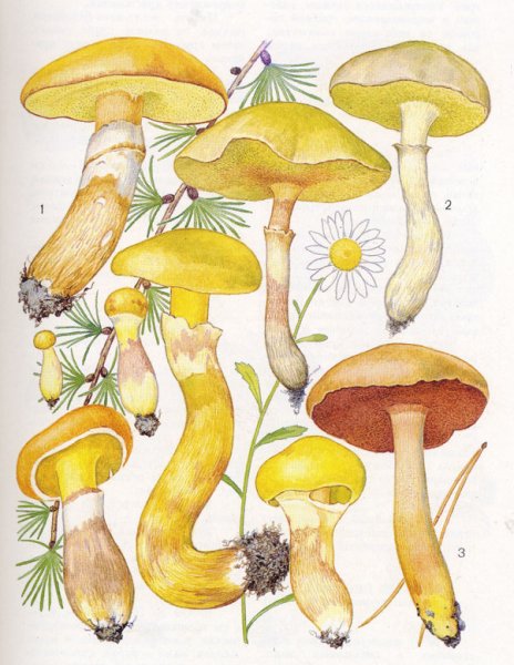 Рисованый гриб масленок