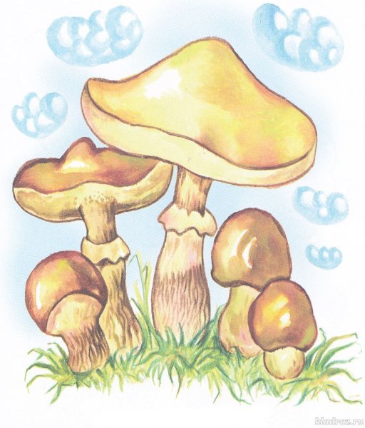 Раскраска гриб масленок