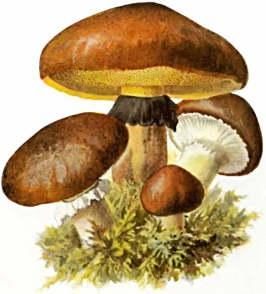 Гриб масленок для детей