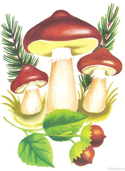 «Грибы для белки» (Комарова, с.36)