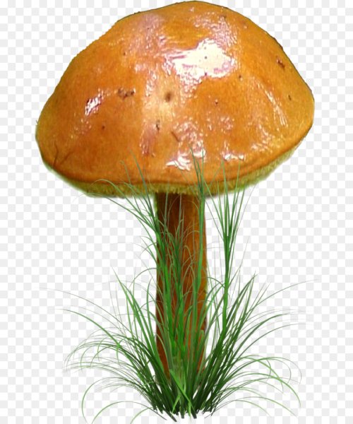 Гриб масленок на белом фоне