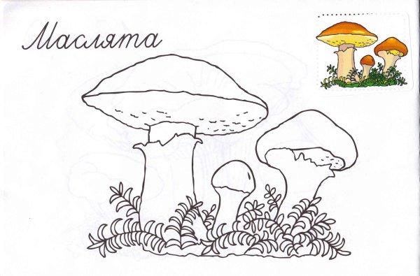 Грибы картинки для детей раскраски масленок