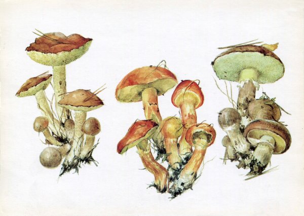 Гриб масленок для детей