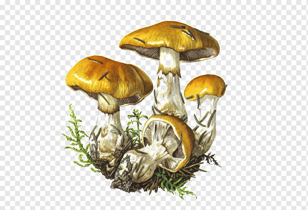 Лисички грибы Ботаническая живопись