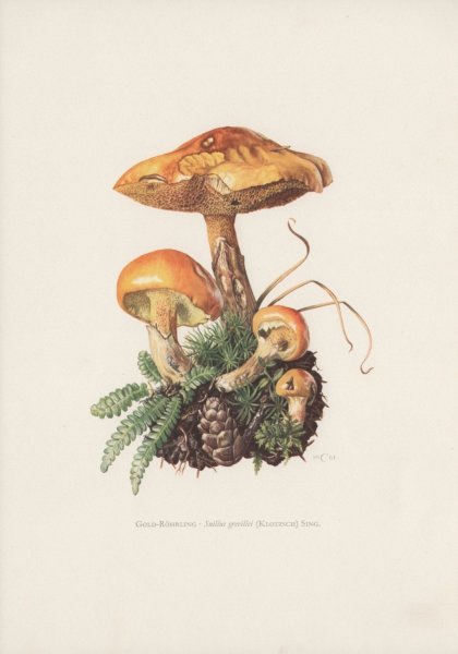 Грибы Enoki Ботаническая иллюстрация