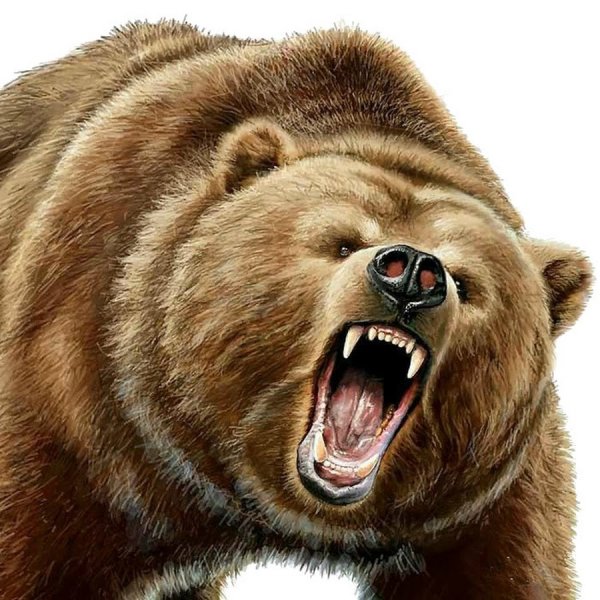Медведь рычит