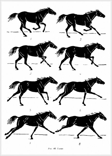Лошадь галоп сзади