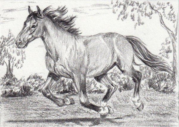 Красивые рисунки лошадей