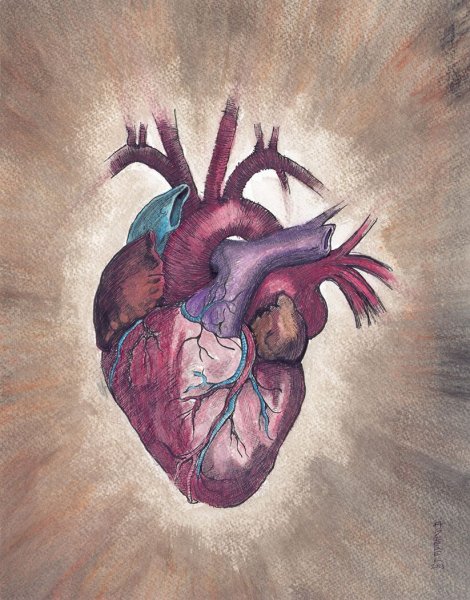 Сердце человека анатомия