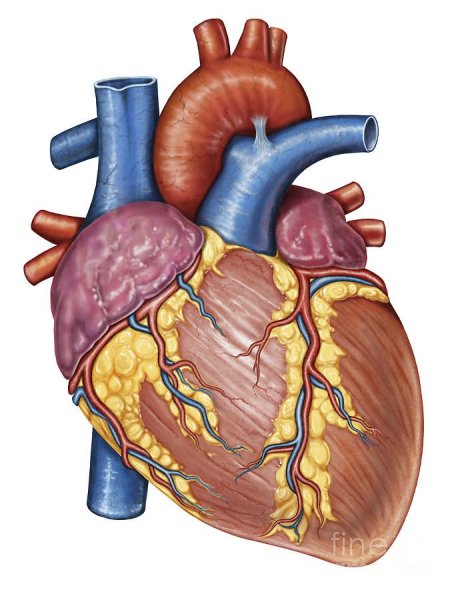 Rete Mirabile Arteriosum анатомия
