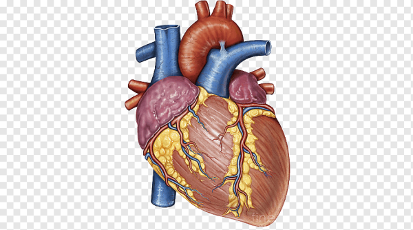 Человеческое сердце анатомия