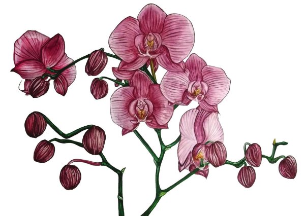Цветок орхидеи рисунок