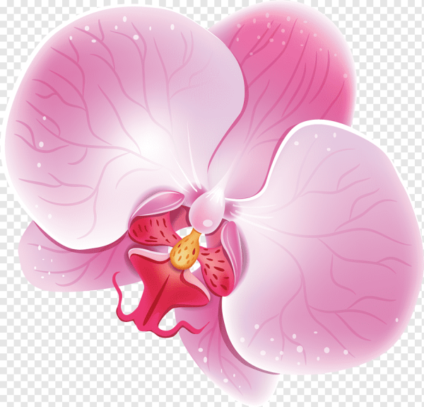 Орхидея вектор