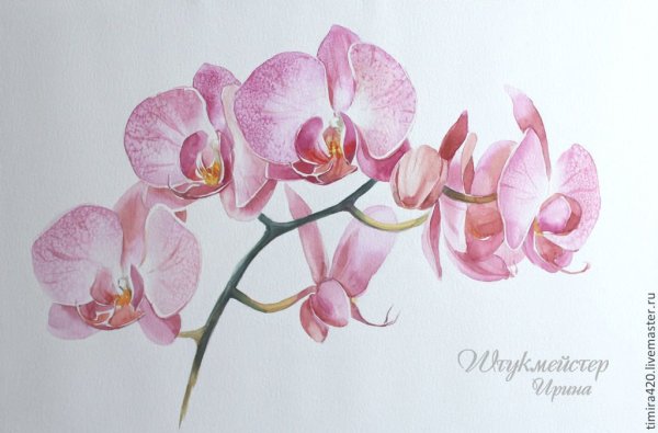 Орхидея цветными карандашами