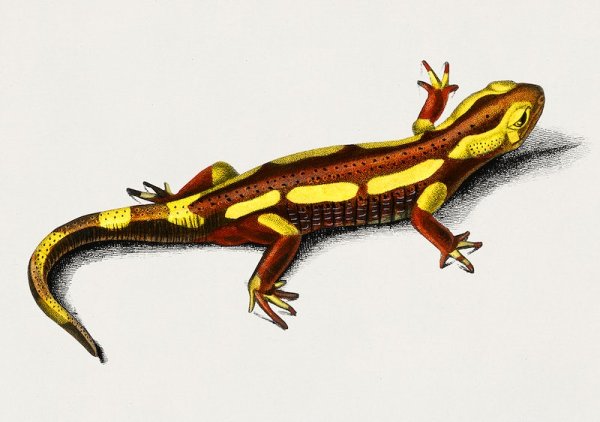 Саламандра для детей