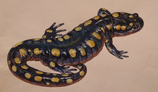 Огненная саламандра метаморфоз