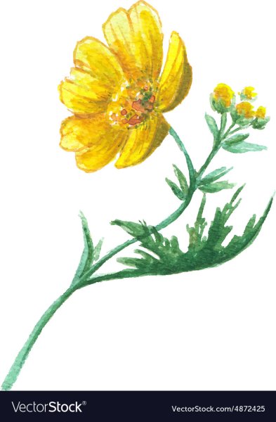 Лютик цветок