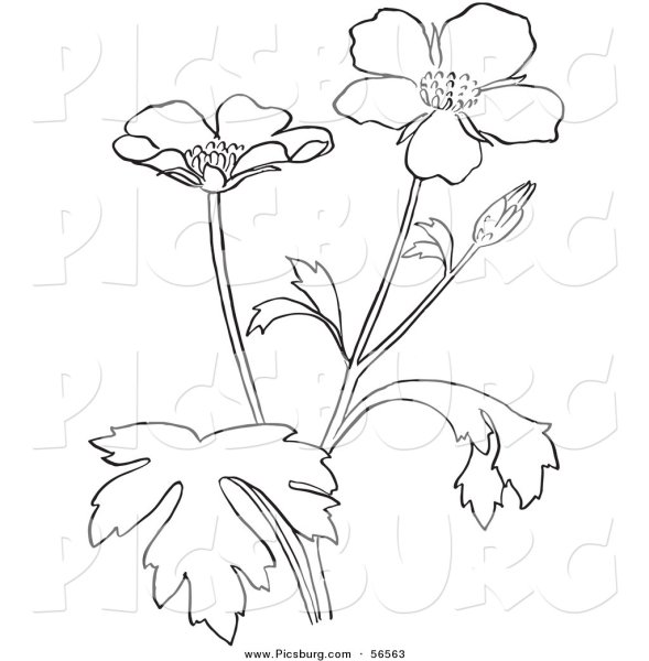 Зерновка Лютика едкого