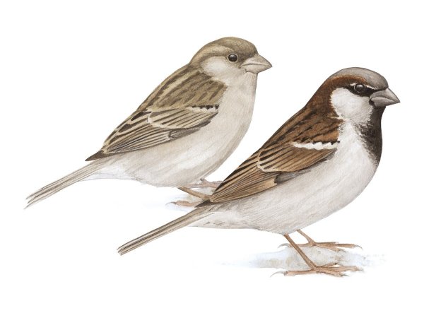 Домовый Воробей самка