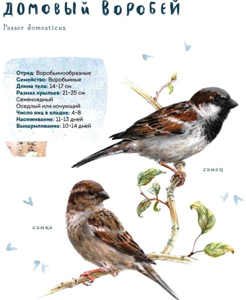 Домовой Воробей рисунок