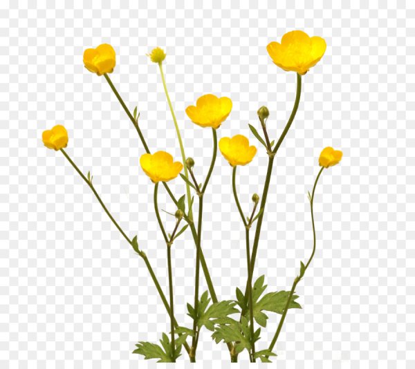 Лютик ползучий Ботаническая