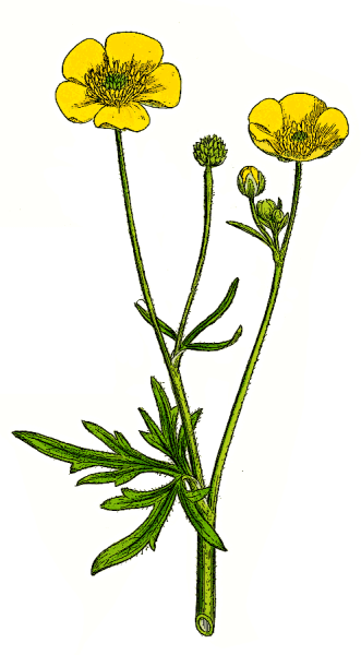 Лютик цветок