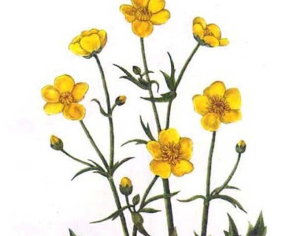 Лютик едкий нарисовать