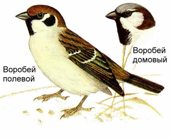 Воробей домовый и полевой отличия