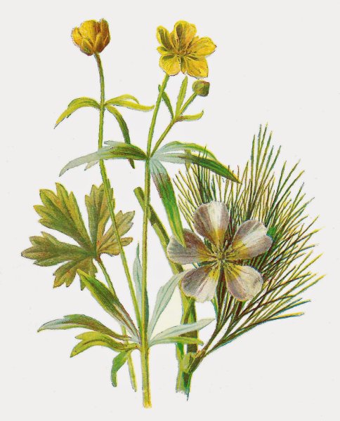 Лютик едкий на белом фоне