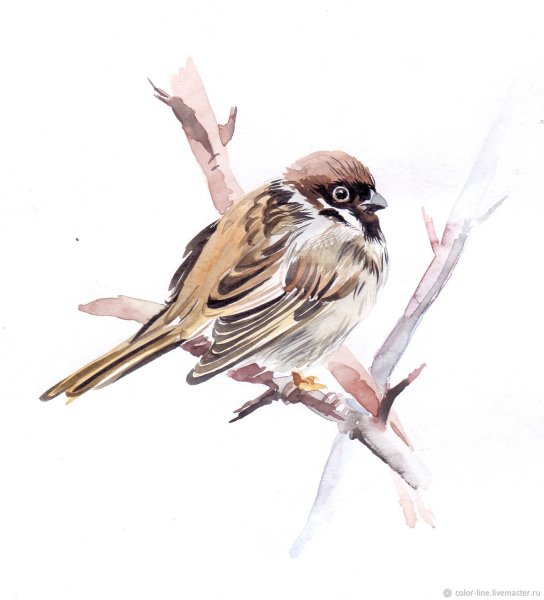 Птичка Воробей