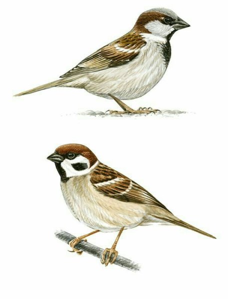 Воробей рисунок