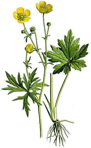 Купальница троллиус