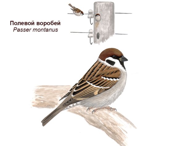 Полевой Воробей