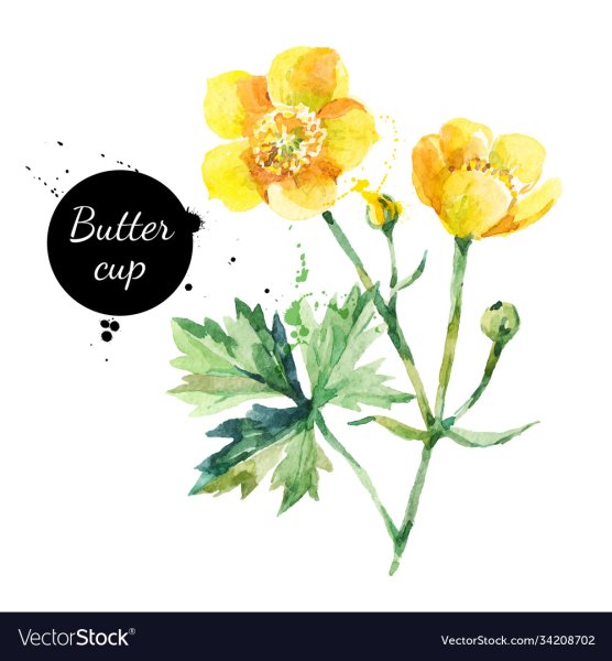 Лютик едкий акварель