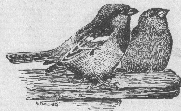 Рисунок домового воробья